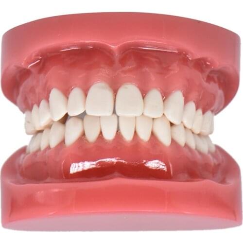 Dental model hard foundation Teaching Model Dental Adult Standard Typodont Demonstration dental lab instrument dentistry