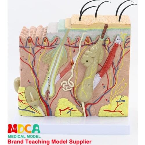 The skin tissue structure of stereoscopic skin model is enlarged 70 times that of human skin medicine teaching MPF002