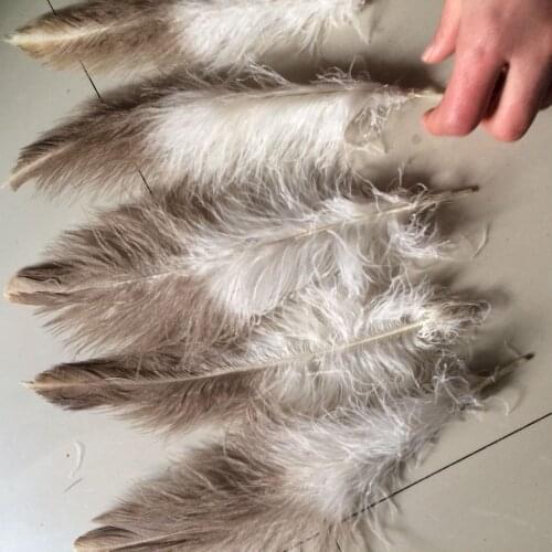 Wholesale perfect 10pcs high quality scare natural Golden eagle velvet feathers 8-12inch/20-30cm Decorative diy collect