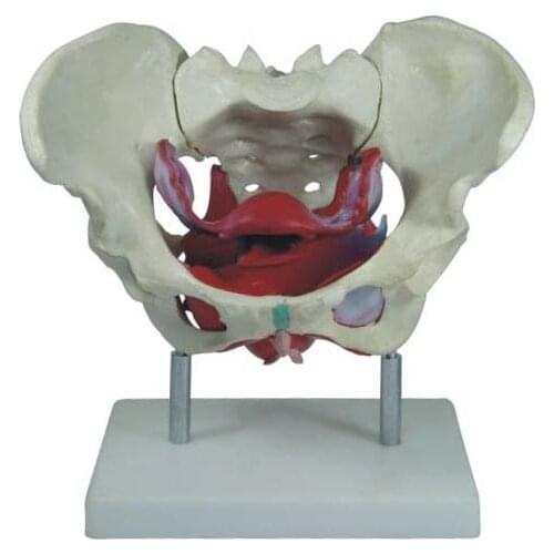 Female Pelvic Uterus Human Pelvic Floor Muscle Model Anatomy Skeleton Trauma Nursing Manikin Training