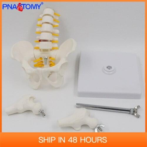 Reduced Size Human Lumbar Vertebrae Model with Pelvis Bone and Femur Human Spine Anatomy Skeleton Model Anatomical Tool Medical