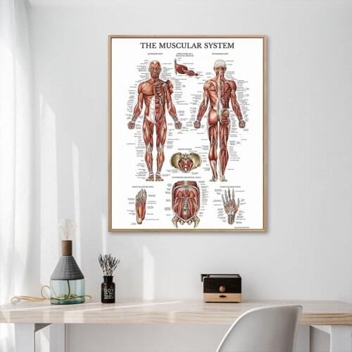 French Language Human Medical Anatomy Poster Human Muscles Chart Vintage Medicine Wall Art Canvas Painting Doctors Office Decor