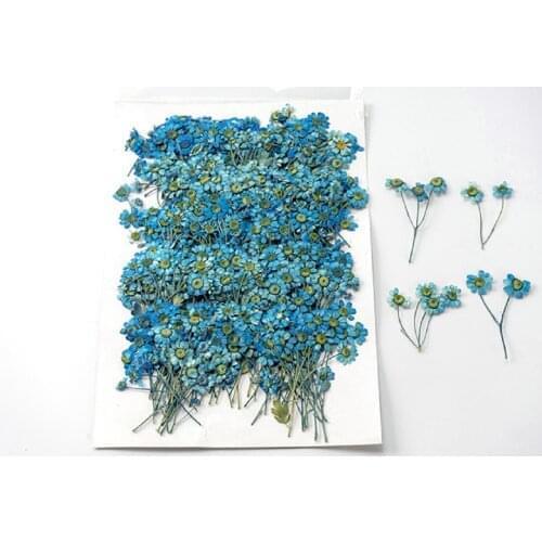250pcs Pressed Dried Flower Blue Chamomilla Herbarium For Epoxy Jewelry Bookmark Phone Case Makeup Nail Art Craft DIY