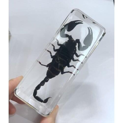 Vintage BLACK SCORPION Fashion INSECT Desktop Paperweight Cool Crafts
