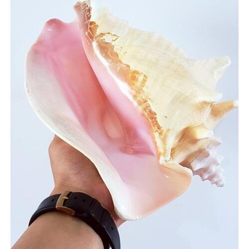 Natural Oversized Conch Starfish Shell Coral Phoenix Conch Rouge Conch Rose Conch Family Decoration Fish Tank Landscape