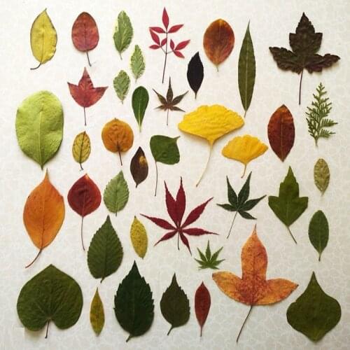 1Set 40pcs Mixed Pressed Dried Leaves Flower Plant Herbarium For Bookmark Prop Jewelry Postcard Invitation Card Phone Case DIY