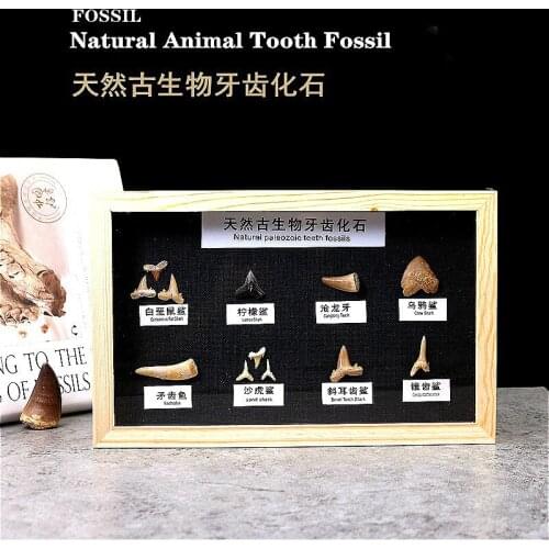 Fossil teeth of paleontology canglongya FOSSIL SHARK TOOTH FOSSIL crow shark tooth shark teaching specimen