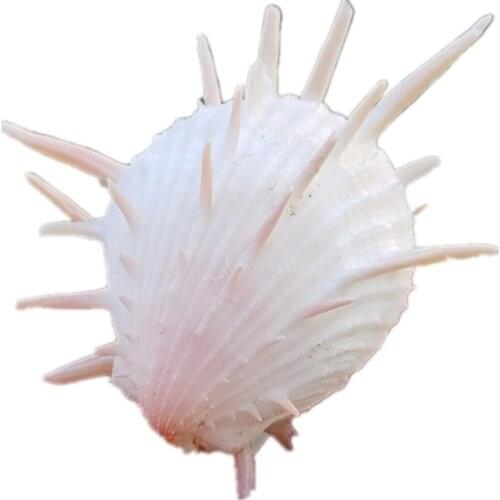 1pcs 8-9cm size natural white Conch sea shell white spondylus shell for fish tank decoration or gift