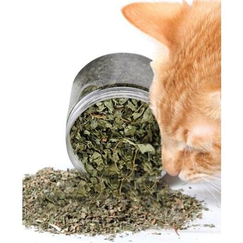 Natural Catnip Organic Premium Catmint Cat Toy Nepeta Cataria High Quality Natural Catgrass