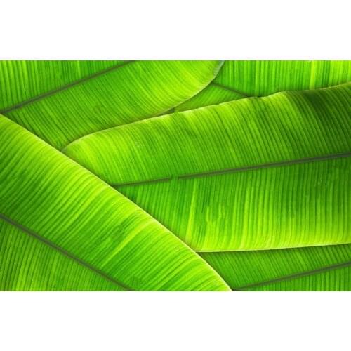 Tropical Palm Leaves Jungle Green Banana Leaves background Vinyl cloth High quality Computer print wall backdrop