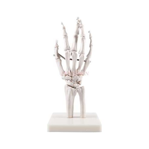 Hand bone model medical teaching hand bone model teaching aid art painting hand bone bone model real human hand bone