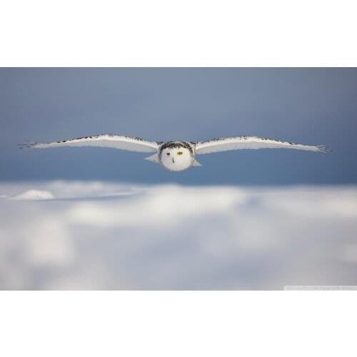 Living room home wall decoration fabric poster snowy owl 2