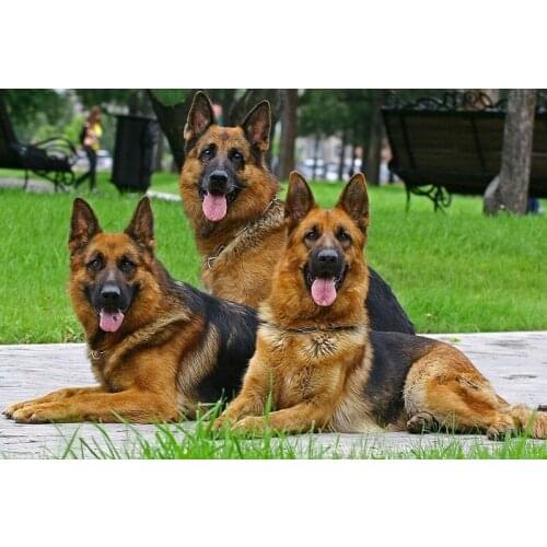 5D DIY diamond painting animal wolf dog crystal diamond stitch kit diamond embroidery sequins mosaic home decoration crafts