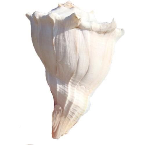 Quail Large Size Natural Left-handed Snail,Shell,Home Decoration,Fish Tank Landscaping,Fish Tank Decoration