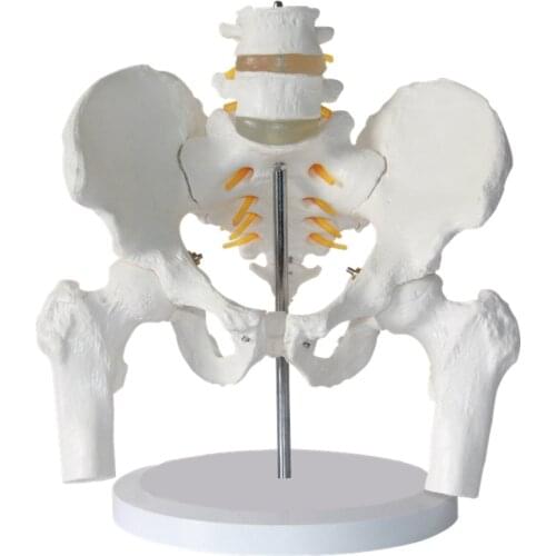 Human Male Pelvis with Lumbar Vertebrae and Femoral Model Department of Orthopedics Spinal Column Spine Model