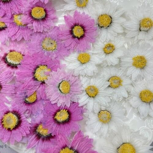 250pcs Pressed Dried Helipterum manglesii Flower Herbarium For Epoxy Resin Jewelry Making Bookmark Face Makeup Nail Art Craft