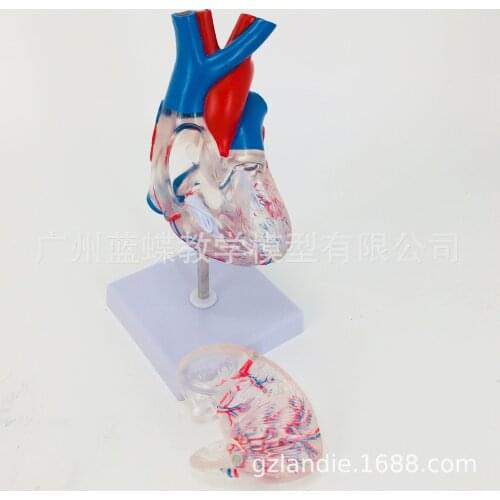 1:1 Life Size Human Transparent Heart Anatomy Model Teaching Medical Science Educational Supplies