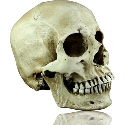 Horror skulls simulation model 1: 1 model of medicine skeleton skull drawing skull model Skull Halloween scene layout