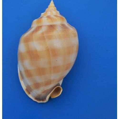 9.2 cm gold belt snail natural rare conch collection home decoration