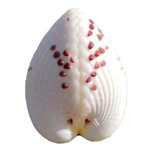 Natural conch shell shellfish lovers heart-shaped heart-shaped shell clam lovers Valentines Day gift for girlfriend sea wedding