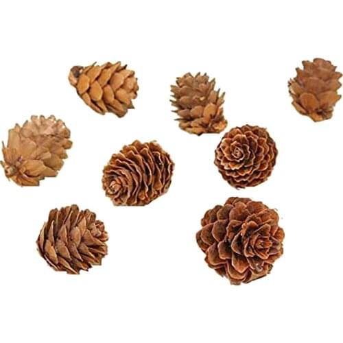 100 Pieces Mini Natural Pine Cones Christmas Natural Pine Cones Ornaments for Home Decoration, Fall and Christmas Crafts