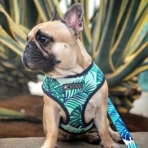 Cute Dog Harness Leash Set French Bulldog Walking Outside Leading Rope Bamboo Mesh Vest Harness Leashes Set Accesorio Para Perro