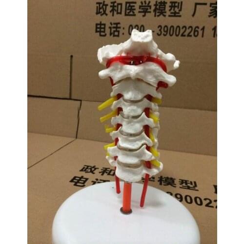 Cervical spine model with neck artery occipital bone disc nerve system medical human skeleton anatomical model