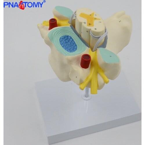 Enlarged Cervical Spine Model Neurovascular Spinal Cord Anatomical Model Human Skeleton Anatomy Medical Sciences Educational