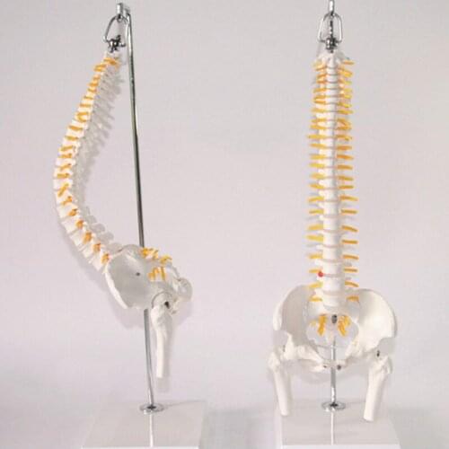 Bend Spine Model Humans Skeleton Model with Spinal Disc Pelvis Model Used for Massage ,yoga Etc. 45cm 1:1 Adult Flexible Lumbar