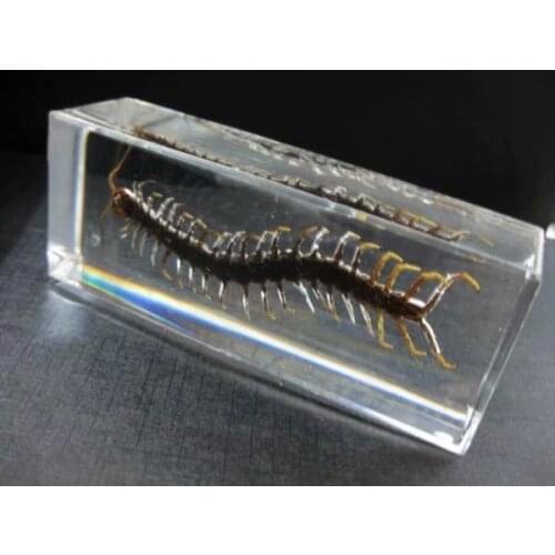 FREE SHIPPING Discount Sale Creative NO 4 Style Specimen Books Tools Home Decorative Gift