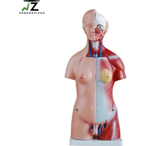 Medical Anatomy Human 45cm Unisex Torso Anatomical Model