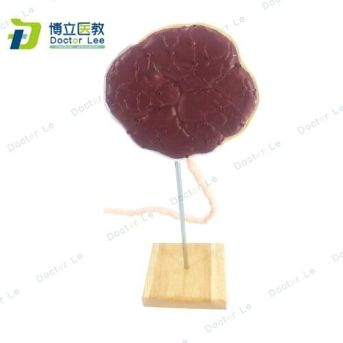 Human Placenta Umbilical Cord Visceral Medical Anatomical Model Reproductive System Model Anatomical Model