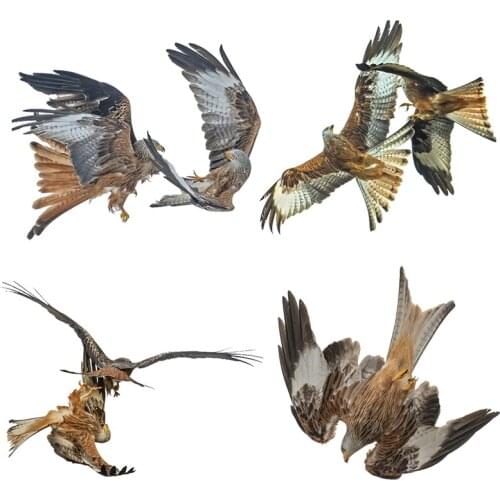 Home Windows Wallpaper Owl Decoration Stickers Wall Stickers Window Painting Stickers Chinese Painting Style