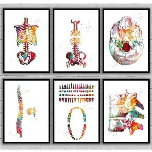 Self-adhesive Wall Stickers Skeleton Torso Skull View Spine Vertebrae Teeth Breast Tooth Structure Anatomy Medical Scientific