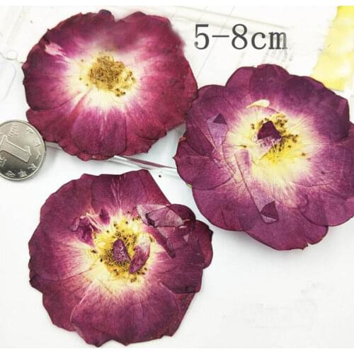 60pcs Pressed Dried Plum 5-8cm Rose Flower Plant Herbarium For Jewelry Postcard Invitation Card Phone Case Bookmark Making DIY