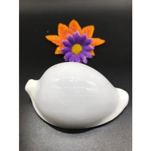 7-8 cm rare Mediterranean natural conch shell wholesale