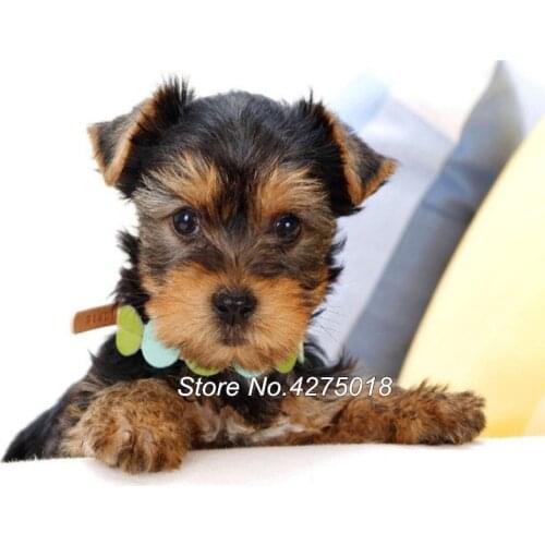 DIY Diamond Painting Cross Stitch Yorkshire Terrier Pet Dog 5D Drill Mosaic Embroidery Full Square Rhinestones Home Decor YG403