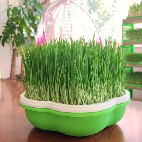 Bean Sprouts Growing Tray With Shading Cover Seed Seedling Starter Dish Greenhouse Hydroponics Plant Germination Pot Grow Box