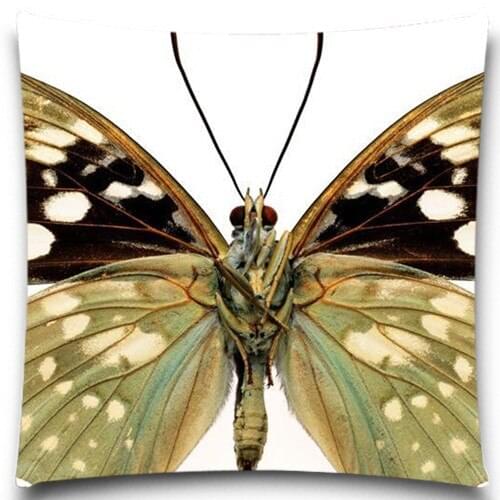 Butterfly specimens Square Cushion cover Cotton polyester bedroom/chair/car/sofa seat 16 18 20 inches 9 style