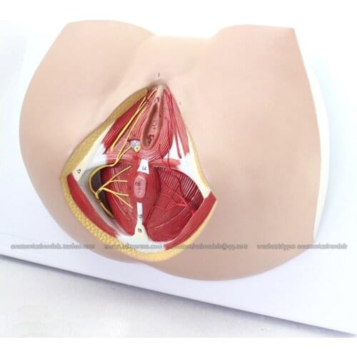 CMAM/12462 Female Perineum, Genitourinary Medical Teaching Anatomical Model