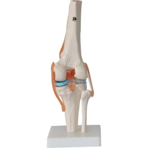 Human anatomy skeleton Life Size Knee Joint Anatomical Model Heart skull brain skull mod el in trauma nursing manikin train