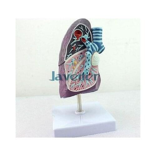 Mini Human Anatomical Lung Pathology Anatomy Medical Model Simulation
