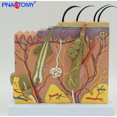 Human Skin Model 50 Times Enlarged Plastic Hair Layer Structure Anatomical Model Medical Teaching Tool Numbered with Manual