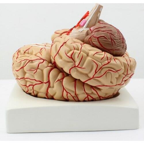 Medical Teaching New Brain Anatomical Model 9 Parts