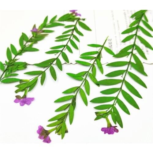 100pcs/lot,Natural Pressed eternal Flowers with branch ,DIY Wedding invitations Craft gift Bookmark Decoration,phone shell decor