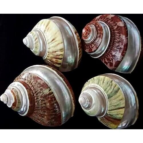 Natural Conch Shell Ancient Chinese Orbital Conch Home Decoration Fish Tank Landscaping Childrens Toy Photography Props