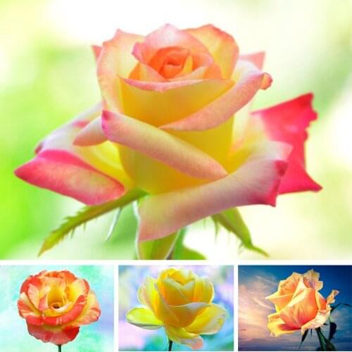 5D DIY Rose Diamond Painting Art Rhinestone Picture Full Square Diamond Embroidery Gift Inlaid Mosaic Home Decoration Painting