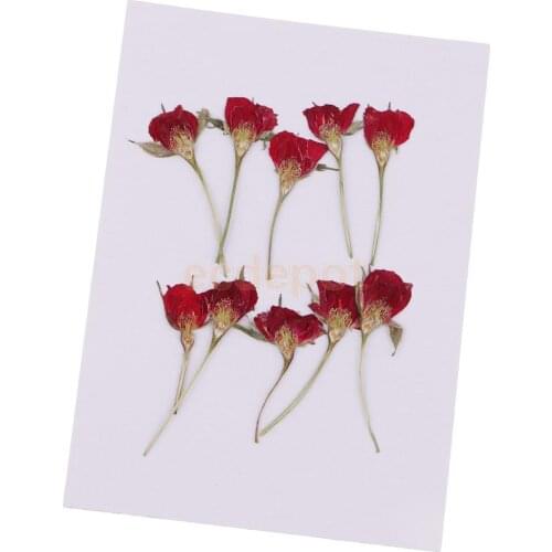 MagiDeal 10 Pieces Pressed Real Dried Flower Half Cut Rose for DIY Craft Scrapbooking Home Ornament Resin Making Decoration