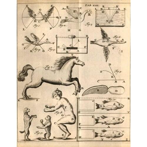 More style Horse Anatomy Illustration Art Print Silk Poster Home Wall Decor 24x36inch