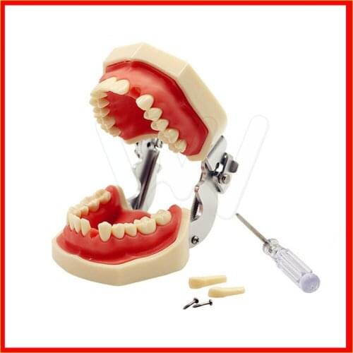 Dental Teaching Model Standard Dental Typodont Model Demonstration With Removable Teeth 200H 28pcs Soft Gum